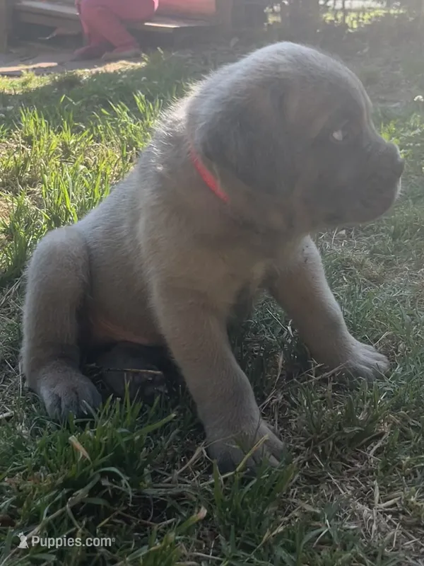Red  – Cane Corso puppy for sale in Hillsborough, NC