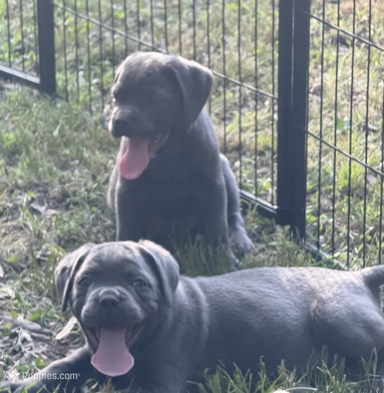 Oso  – Cane Corso puppy for sale in Hillsborough, NC