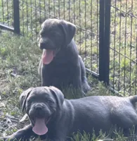 Oso , a male Cane Corso for sale in Hillsborough, NC – 1 of 3