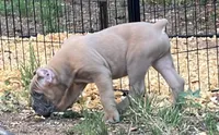 Mr Black , a male Cane Corso for sale in Hillsborough, NC – 5 of 10
