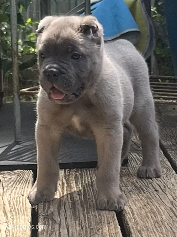 Hot pink – Cane Corso puppy for sale in Hillsborough, NC