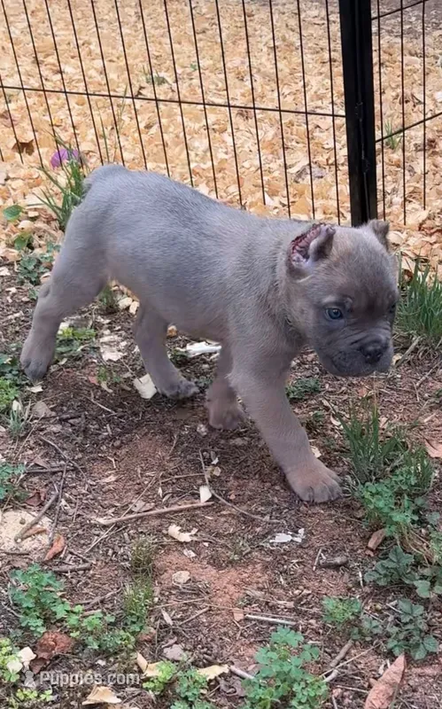 Green  – Cane Corso puppy for sale in Hillsborough, NC