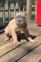 Mr Black , a male Cane Corso for sale in Hillsborough, NC – 2 of 10