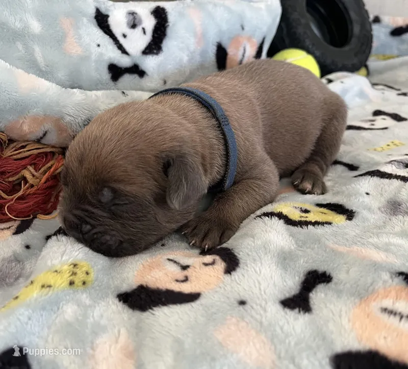 Blue  – Cane Corso puppy for sale in Hillsborough, NC