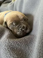 Blue , a male Cane Corso for sale in Hillsborough, NC – Photo 3 of 3