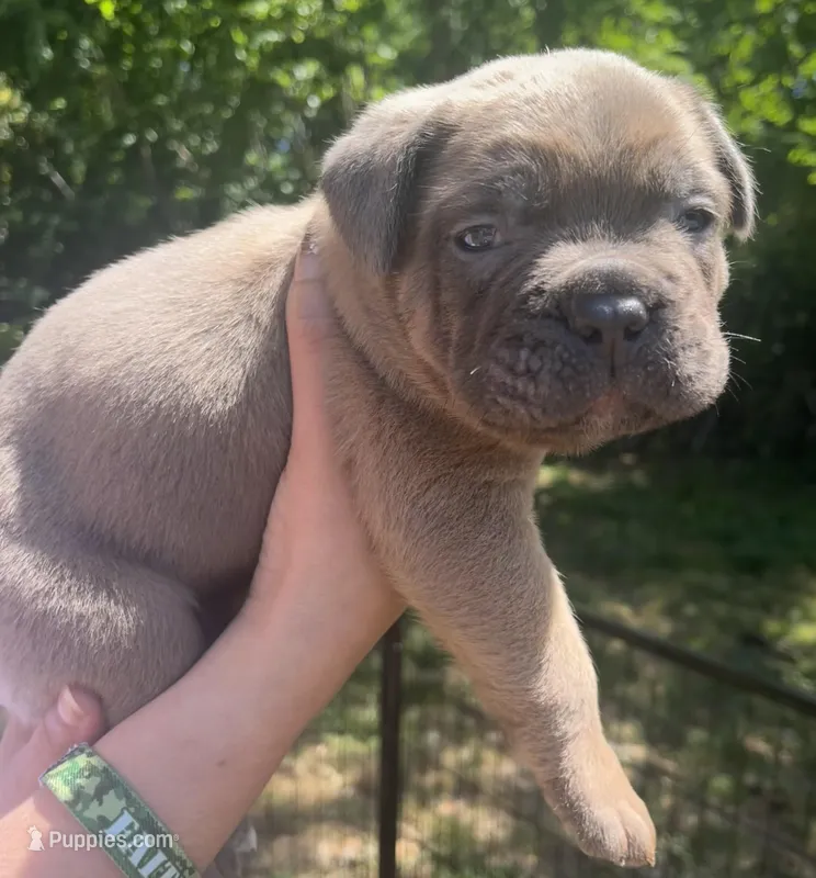 Black  – Cane Corso puppy for sale in Hillsborough, NC