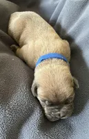 Blue , a male Cane Corso for sale in Hillsborough, NC – Photo 2 of 3