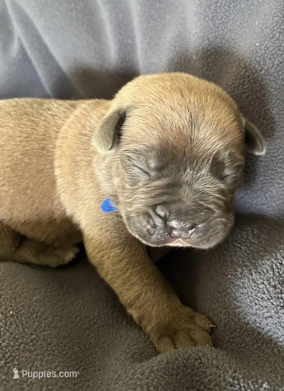 Blue  – Cane Corso puppy for sale in Hillsborough, NC