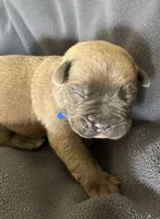 Blue , a male Cane Corso for sale in Hillsborough, NC – Photo 1 of 3