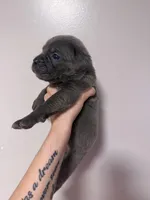 Atlas, a male Cane Corso for sale in Hillsborough, NC – Photo 2 of 3