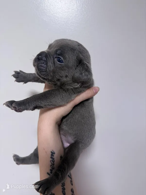 Atlas – Cane Corso puppy for sale in Hillsborough, NC
