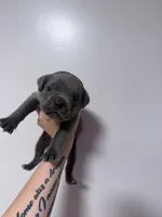 Atlas, a male Cane Corso for sale in Hillsborough, NC – Photo 3 of 3