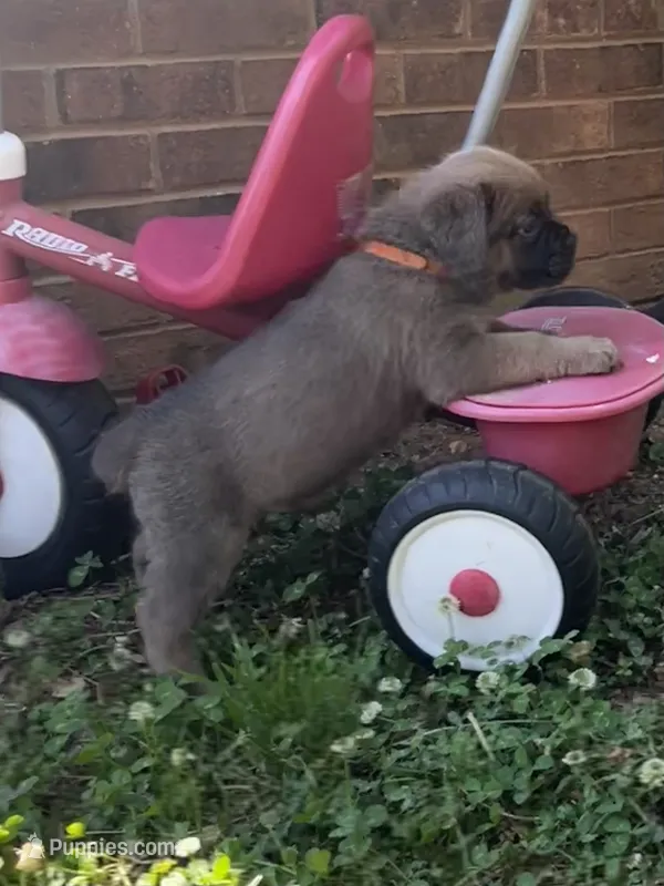 Orange – Cane Corso puppy for sale in Hillsborough, NC