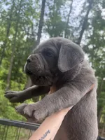 Ossa, a male Cane Corso for sale in Hillsborough, NC – 2 of 2