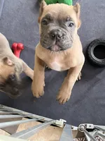 Mr Black , a male Cane Corso for sale in Hillsborough, NC – 10 of 10