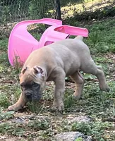 Mr Black , a male Cane Corso for sale in Hillsborough, NC – 3 of 10