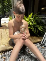 Any, a male Yorkshire Terrier for sale in Brunswick, GA – 3 of 4