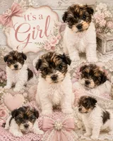 Any, a female Yorkshire Terrier for sale in Brunswick, GA – 1 of 1