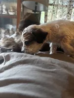 Any, a male Yorkshire Terrier for sale in Brunswick, GA – 2 of 5