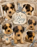 Any, a male Yorkshire Terrier for sale in Brunswick, GA – 1 of 1