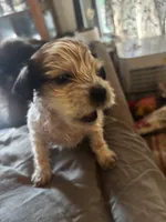 Any, a male Yorkshire Terrier for sale in Brunswick, GA – 4 of 5