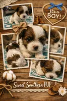 Any, a female Yorkshire Terrier for sale in Brunswick, GA – 2 of 5