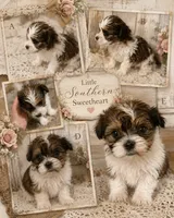 Any, a female Yorkshire Terrier for sale in Brunswick, GA – 1 of 2