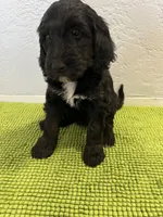 Aka (Female) Available 3/24, a female Bernedoodle for sale in Las Vegas, NM – Photo 7 of 8