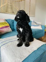 Medium Berndoodle (female) FREE DELIVERY in US, a female Bernedoodle for sale in Denver, CO – Photo 2 of 5