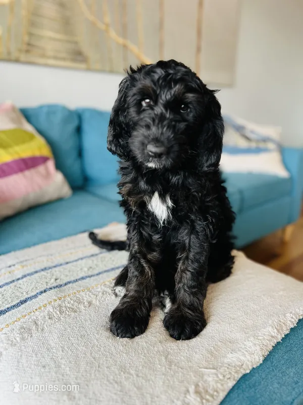 Medium Berndoodle (female) FREE DELIVERY in US – Bernedoodle puppy for sale in Denver, CO