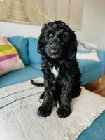 Medium Berndoodle (female) FREE DELIVERY in US, a female Bernedoodle for sale in Denver, CO – Photo 1 of 5