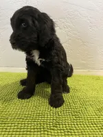 Aka (Female) Available 3/24, a female Bernedoodle for sale in Las Vegas, NM – Photo 8 of 8