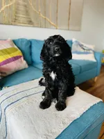 Medium Berndoodle (female) FREE DELIVERY in US, a female Bernedoodle for sale in Denver, CO – Photo 3 of 5