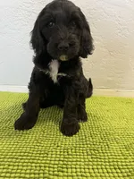 Aka (Female) Available 3/24, a female Bernedoodle for sale in Las Vegas, NM – Photo 6 of 8