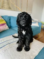 Medium Berndoodle (female) FREE DELIVERY in US, a female Bernedoodle for sale in Denver, CO – Photo 5 of 5