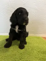 Aka (Female) Available 3/24, a female Bernedoodle for sale in Las Vegas, NM – Photo 4 of 8