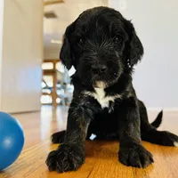 Aka (Female) Available 3/24, a female Bernedoodle for sale in Las Vegas, NM – Photo 2 of 8