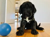Aka, a female Bernedoodle for sale in Las Vegas, NM – Photo 1 of 2