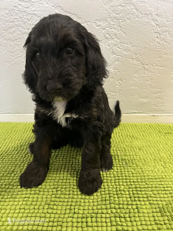 Aka (Female) Available 3/24 – Bernedoodle puppy for sale in Las Vegas, NM