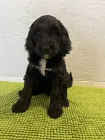 Aka (Female) Available 3/24, a female Bernedoodle for sale in Las Vegas, NM – Photo 5 of 8