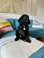 Medium Berndoodle (female) FREE DELIVERY in US, a female Bernedoodle for sale in Denver, CO – Photo 4 of 5