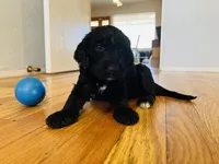 Aka, a female Bernedoodle for sale in Las Vegas, NM – Photo 2 of 2