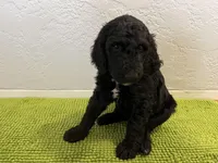 Bruce Lee (Male) Available 3/24), a male Bernedoodle for sale in Las Vegas, NM – Photo 6 of 6