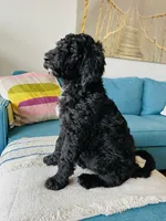 Medium Bernedoodle (Male) FREE DELIVERY in US, a male Bernedoodle for sale in Denver, CO – Photo 3 of 7