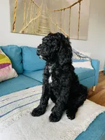 Medium Bernedoodle (Male) FREE DELIVERY in US, a male Bernedoodle for sale in Denver, CO – Photo 4 of 7