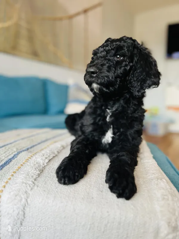 Medium Bernedoodle (Male) FREE DELIVERY in US – Bernedoodle puppy for sale in Denver, CO