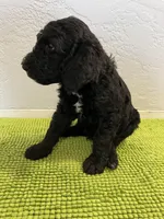 Bruce Lee (Male) Available 3/24), a male Bernedoodle for sale in Las Vegas, NM – Photo 5 of 6