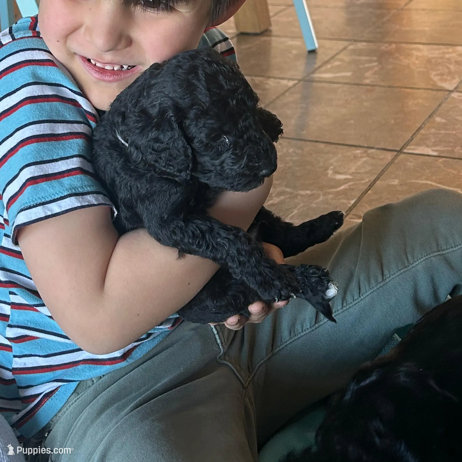 Bruce Lee, a male Bernedoodle for sale in Las Vegas, NM – Photo 2 of 2