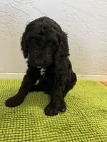 Bruce Lee (Male) Available 3/24), a male Bernedoodle for sale in Las Vegas, NM – Photo 3 of 6
