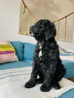 Medium Bernedoodle (Male) FREE DELIVERY in US, a male Bernedoodle for sale in Denver, CO – Photo 5 of 7